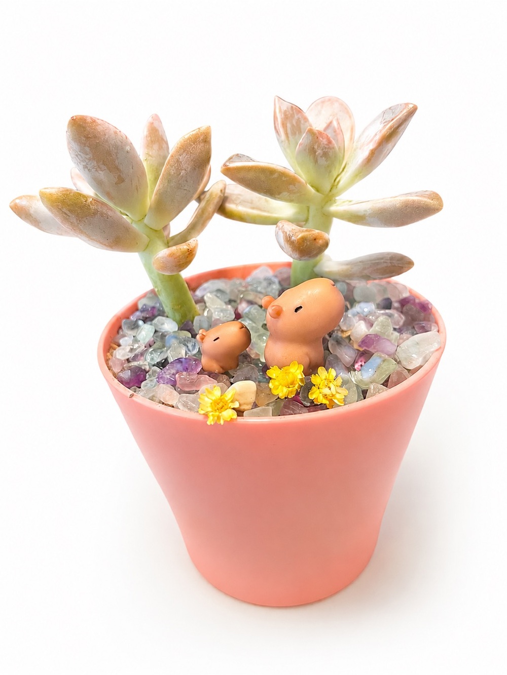 Pink Small LIVE Succulent Pot with Capybara